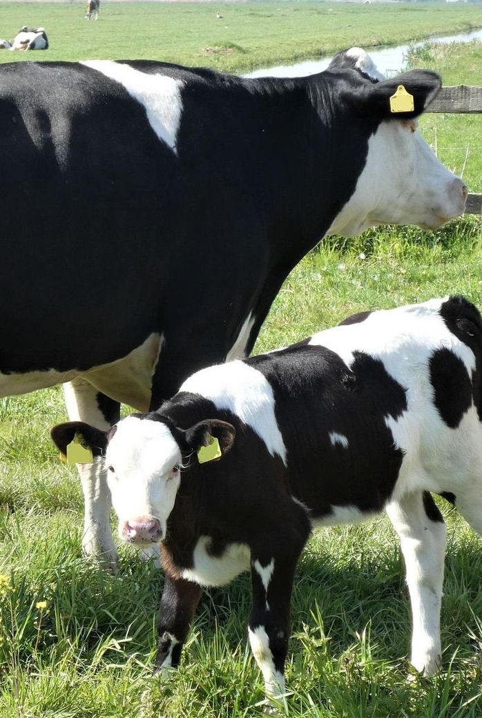 KCFert_Calf